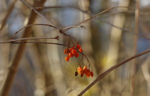 Foto plant